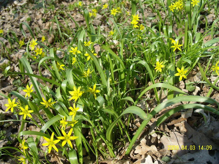 Springflowers5.JPG