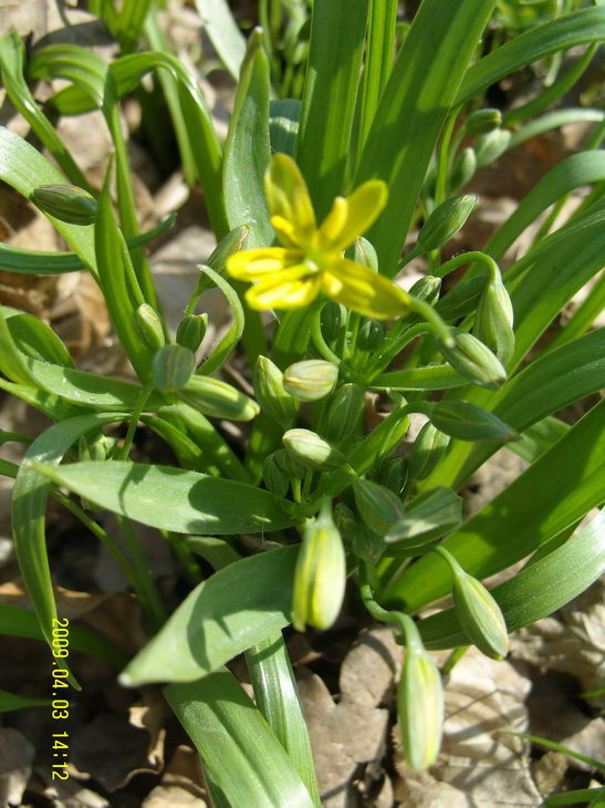 Springflowers13.JPG