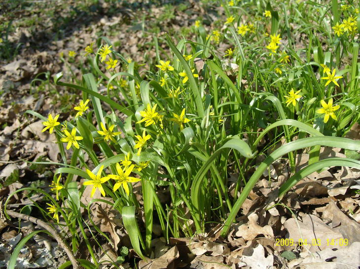 Springflowers6.JPG