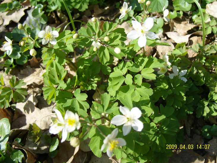 Springflowers1.JPG