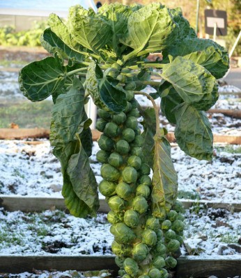 Брюссельская капуста.jpg (211.89 КБ) Просмотров: 1584951 Брюссельская капуста.jpg