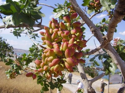 Фисташки.jpg (226.94 КБ) Просмотров: 3843981 Фисташки.jpg